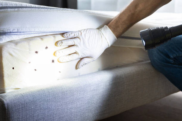 Best Termite Control Services  in Cutlerville, MI