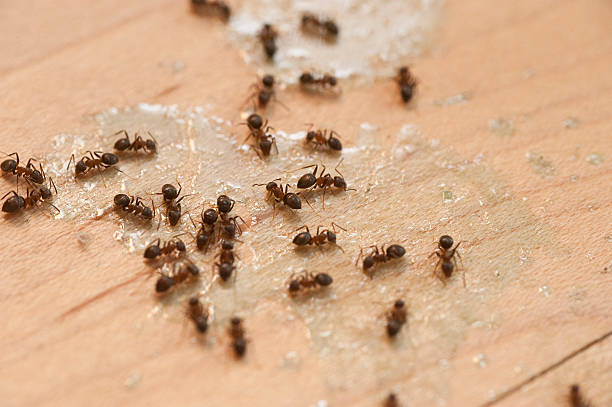 Best Pest Prevention Services  in Cutlerville, MI