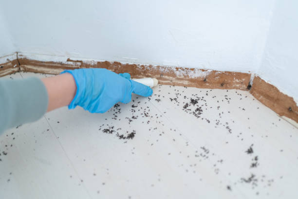 Best Mosquito Control Services  in Cutlerville, MI